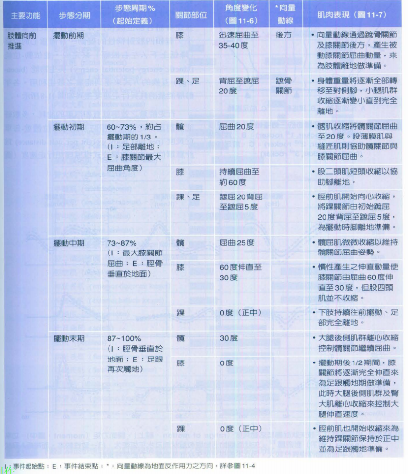步态分析上曲线怎么解读快速搞懂步态分析系列1｜步态周期的相关介绍（大量丰富图表供参考）_https://www.jmylbn.com_新闻资讯_第8张