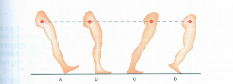 步态分析上曲线怎么解读快速搞懂步态分析系列1｜步态周期的相关介绍（大量丰富图表供参考）_https://www.jmylbn.com_新闻资讯_第13张