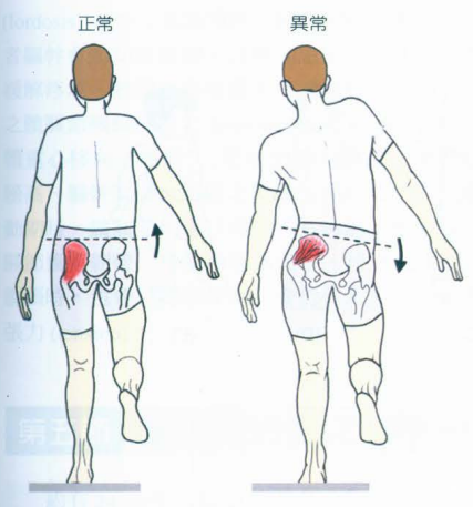 步态分析上曲线怎么解读快速搞懂步态分析系列2｜如何用简单快速的方法学会步态分析？（大量丰富图表供参考）_https://www.jmylbn.com_新闻资讯_第10张