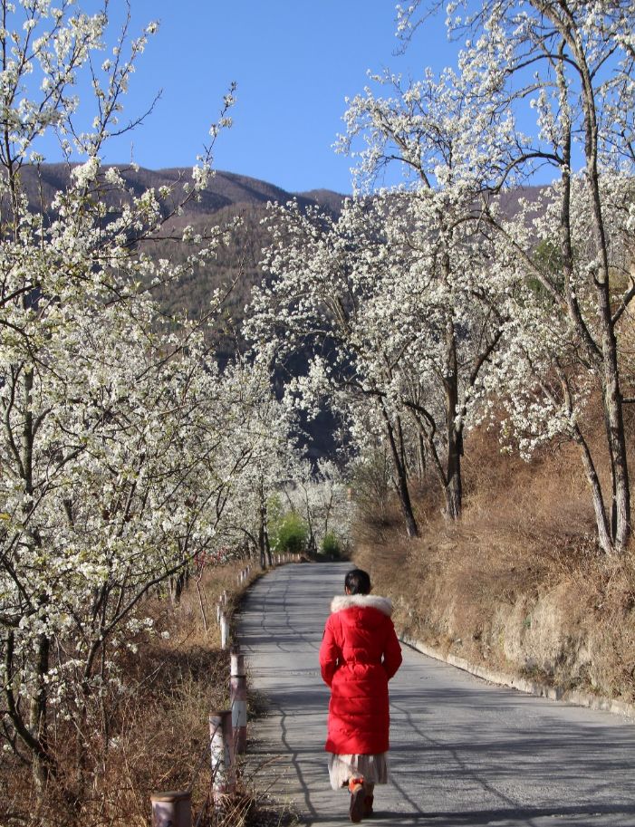 藏地花事 旅遊 第2張