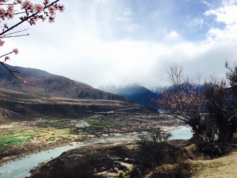 藏地花事 旅遊 第13張