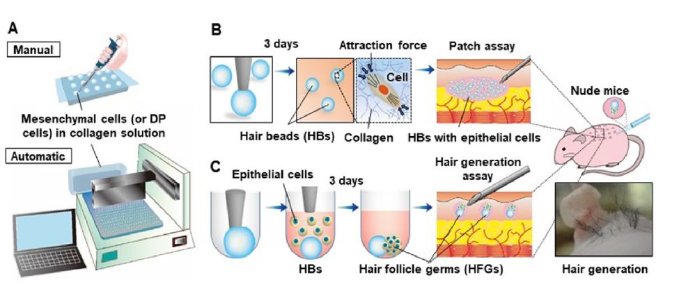 聊日本毛囊再生新希望