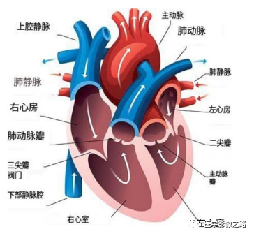 什么叫超声容积探头医学超声影像学笔记——心脏正常的解剖和超声评价_https://www.jmylbn.com_新闻资讯_第3张