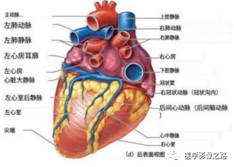 什么叫超声容积探头医学超声影像学笔记——心脏正常的解剖和超声评价_https://www.jmylbn.com_新闻资讯_第2张