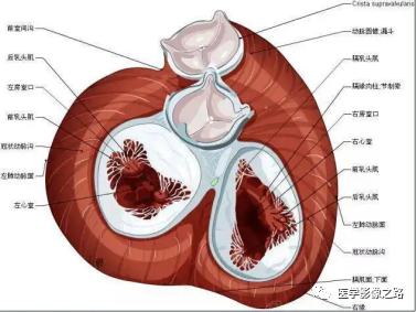什么叫超声容积探头医学超声影像学笔记——心脏正常的解剖和超声评价_https://www.jmylbn.com_新闻资讯_第4张