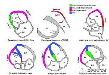 什么叫超声容积探头医学超声影像学笔记——心脏正常的解剖和超声评价_https://www.jmylbn.com_新闻资讯_第15张
