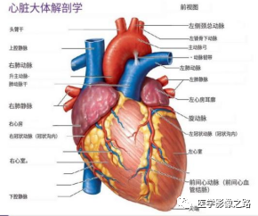 什么叫超声容积探头医学超声影像学笔记——心脏正常的解剖和超声评价_https://www.jmylbn.com_新闻资讯_第1张