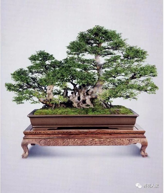 盆景造型该如何设计？