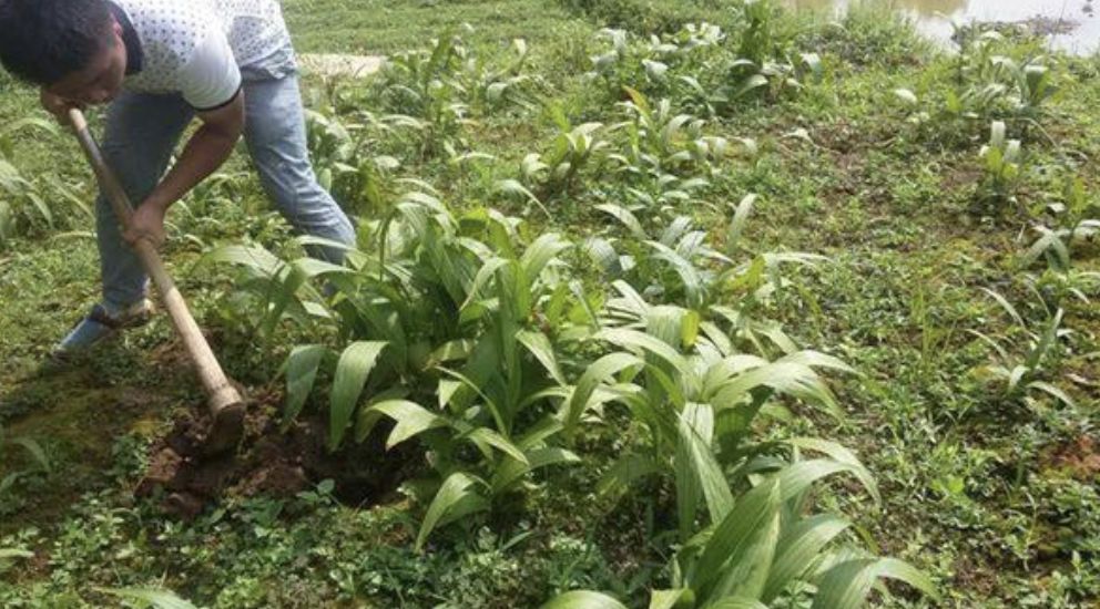 白芨药材种植(白芨药材种植技术)