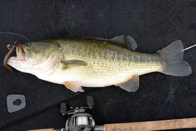 把动森玩家逼疯的鲈鱼真的很常见吗 黑鲈鱼到底有几厘米 小南都知道 南都周刊 微信公众号文章阅读 Wemp