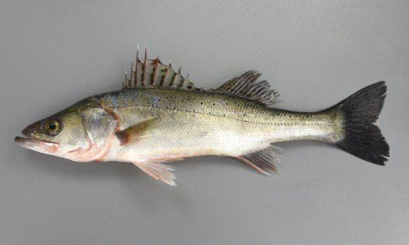 把动森玩家逼疯的鲈鱼真的很常见吗 黑鲈鱼到底有几厘米 小南都知道 南都周刊 微信公众号文章阅读 Wemp