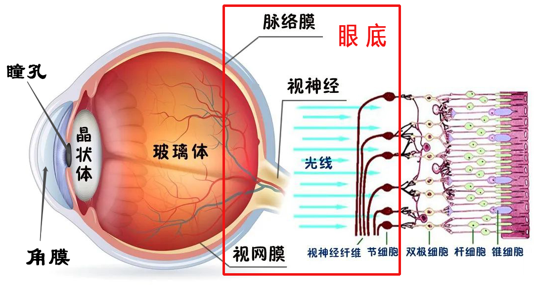 彩色眼底照相查什么眼底一张照，眼病早知道！哪些人的眼睛需要拍照？_https://www.jmylbn.com_新闻资讯_第1张