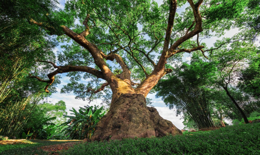 韶关积极推动实现古树名木老有所依