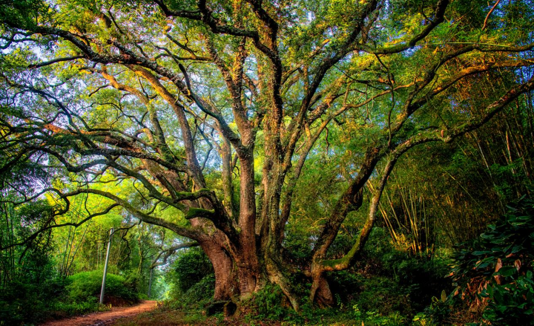 韶关积极推动实现古树名木老有所依