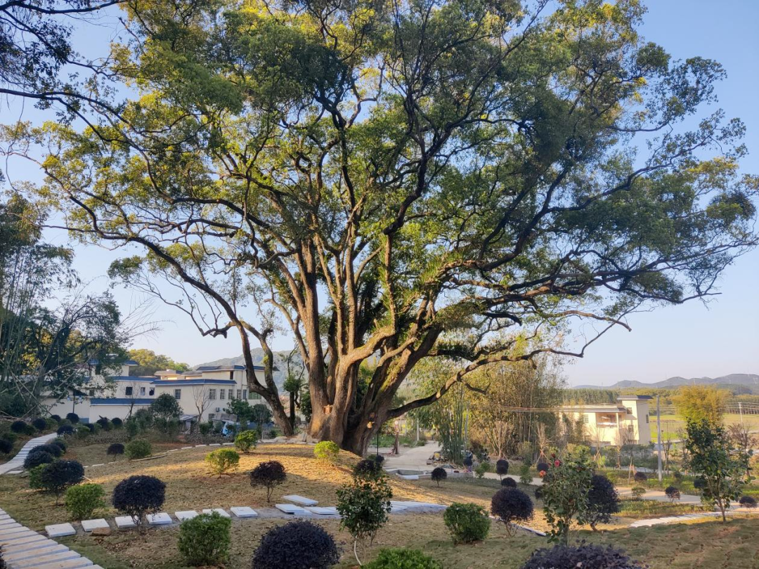 韶关千年樟树王公园初现旖旎风光