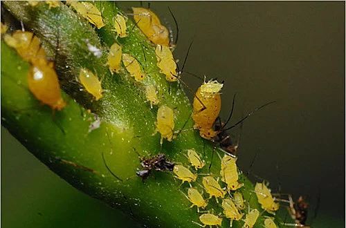 蚜虫、红蜘蛛、介壳虫三大害虫及其防治小诀窍