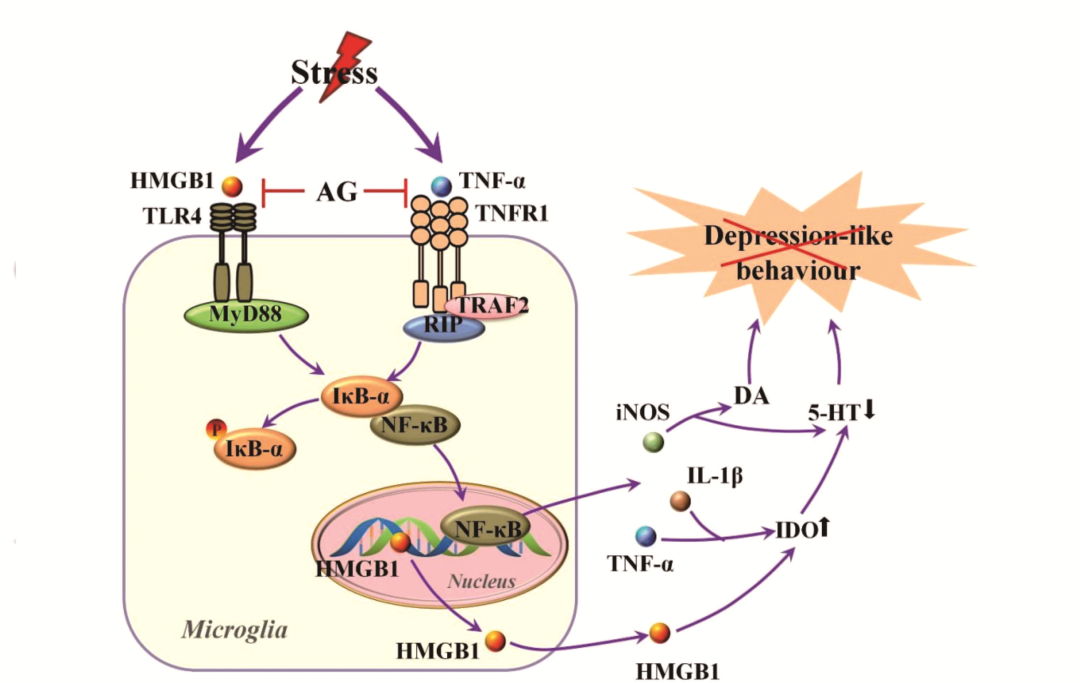 在线讲座：中药作用机制的研究思路、关键技术和案例分享
