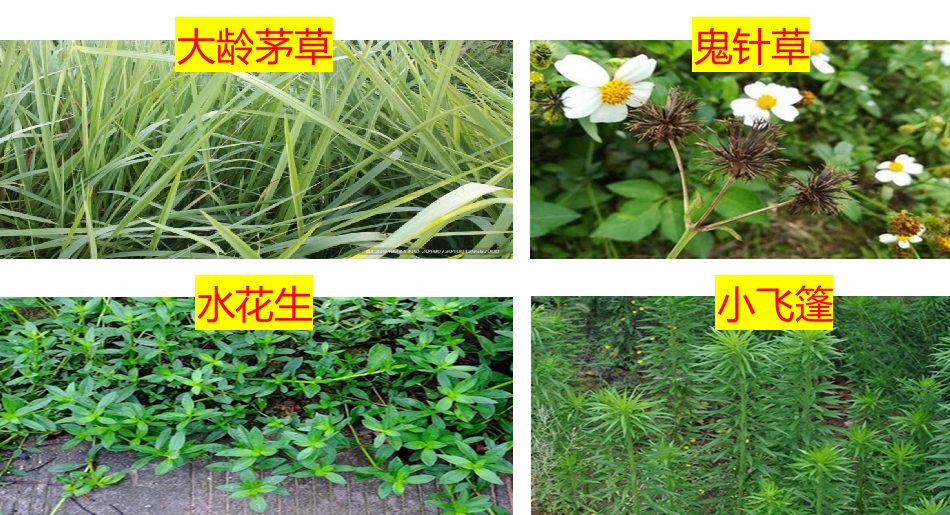 芦苇白茅草打3遍死不透？用这个药禾阔莎三草通杀 彻底绝根