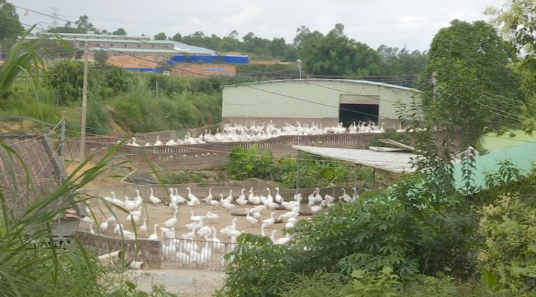 技术赋能岗美镇鹅养殖产业走向专业化产业化