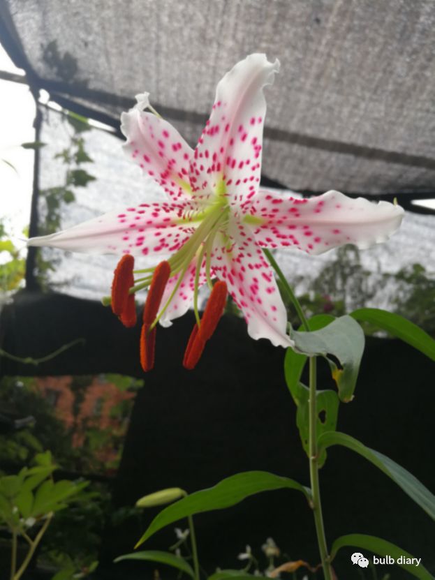 崖百合赤点选育个体lilium Speciosum Var Clivorum Bulb Diary 微信公众号文章阅读 Wemp