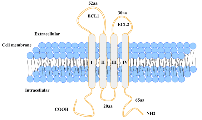 可愈有道_胃癌患者术后5年会复发其原因