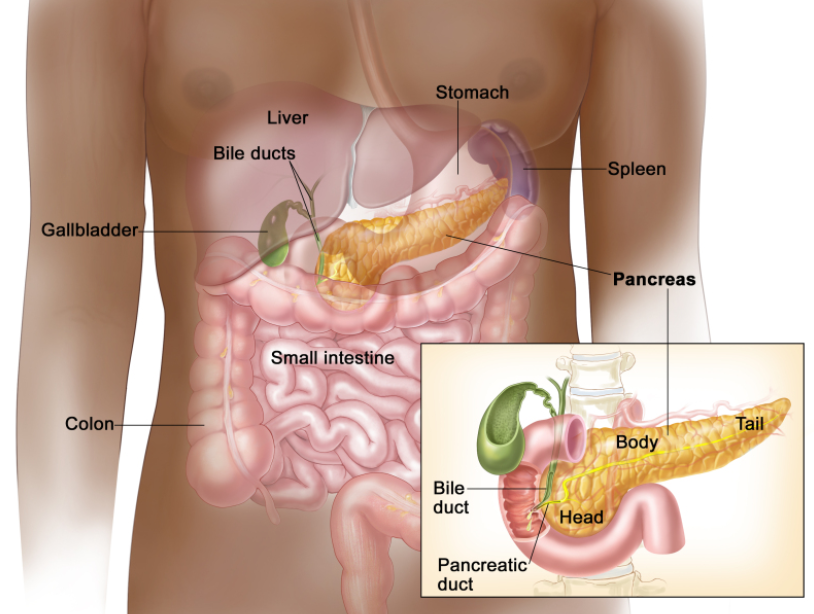 全面探索恶性肿瘤的奥秘：胰腺癌（症状与分期篇）