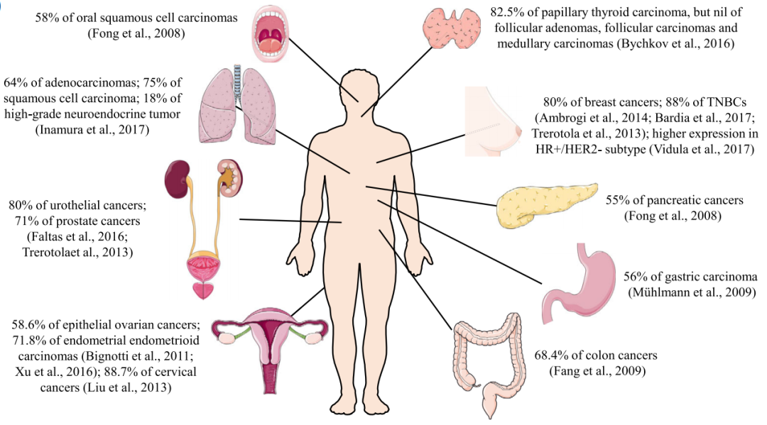 人体结构-可愈有道