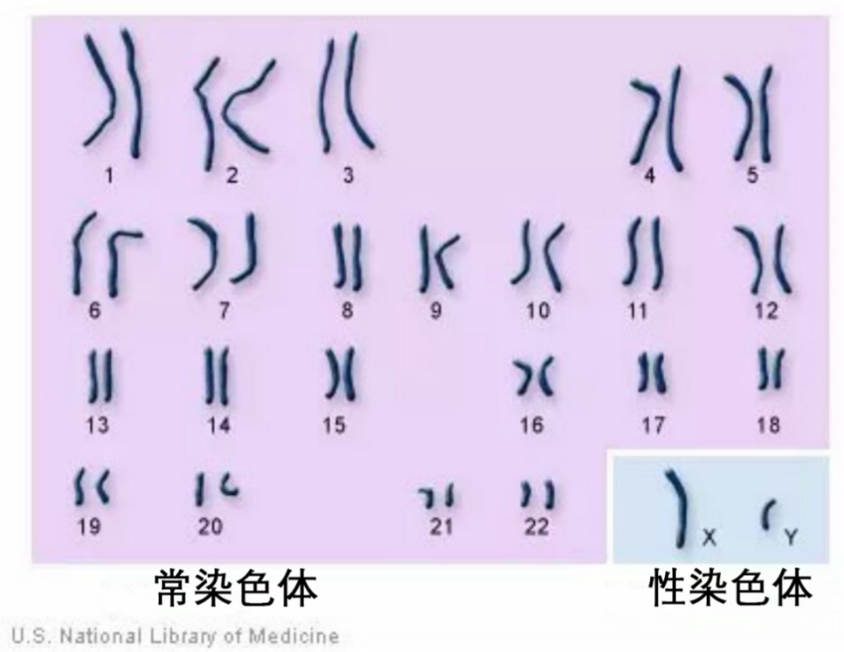 基因检测-可愈有道
