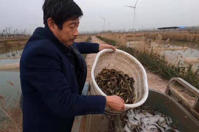 致富泥鳅养殖_致富经泥鳅_致富经泥鳅养殖视频全集