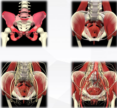 盆地康复仪器怎么用【产后康复】高科技助力宝妈产后修复——盆底磁刺激仪_https://www.jmylbn.com_新闻资讯_第4张