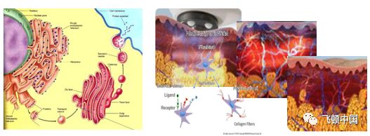 多极射频是什么【科普】射频RF应用于医美抗衰发展历程_https://www.jmylbn.com_新闻资讯_第8张