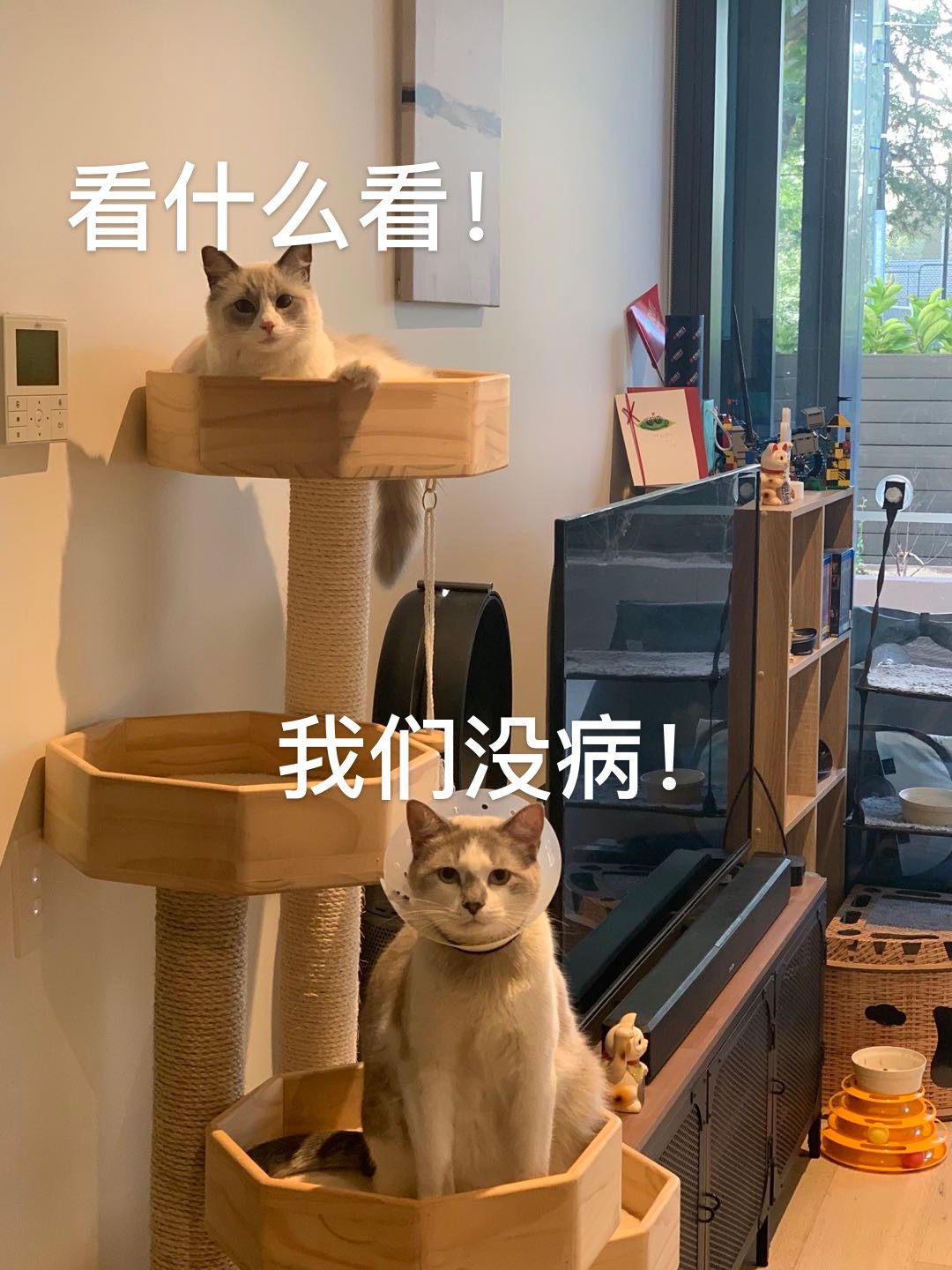 提醒：内容恐引起不适！这些天，惨死在谣言下的它们，请善待生命 - 3