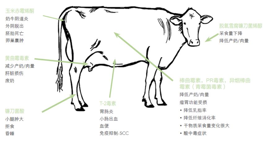 双乙酸钠提高奶牛乳脂率
