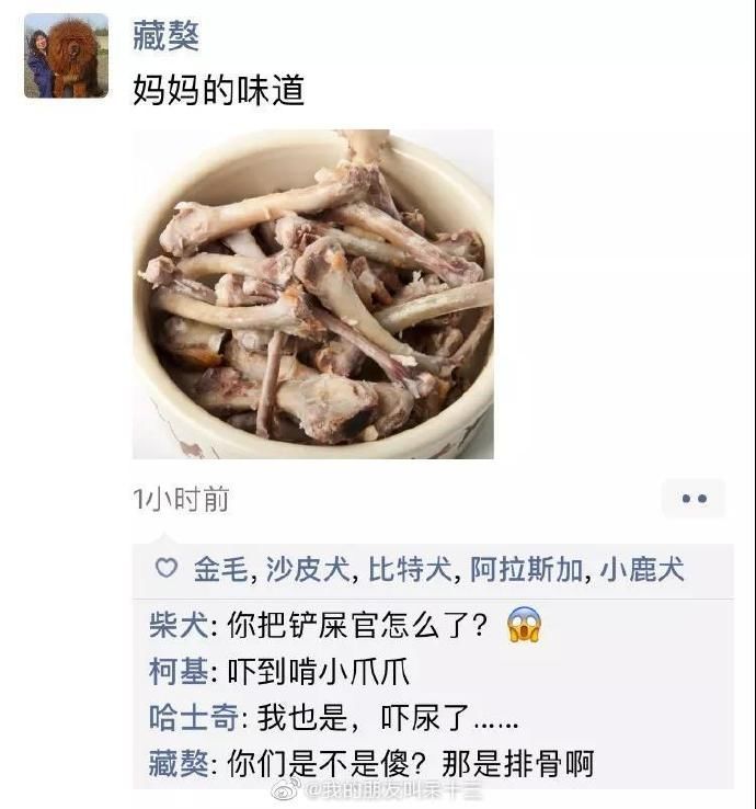 凌晨三點，狗狗突然發了條朋友圈... 寵物 第4張