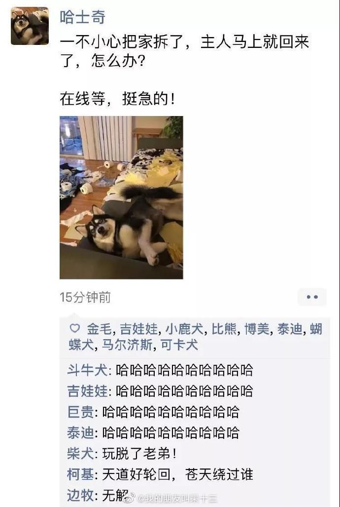 凌晨三點，狗狗突然發了條朋友圈... 寵物 第1張