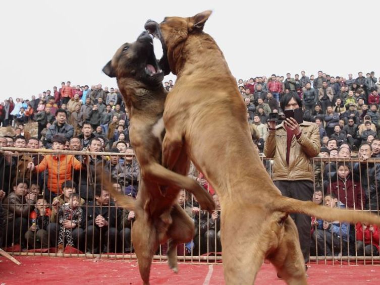 疯狂的小狗犬王争霸赛血腥暴力金钱这些狗一出生就注定是野蛮人取乐的