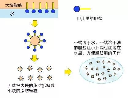 乳化消化吸收利用龙昌胆汁酸帮您实现油脂的降本增效附817肉鸡使用