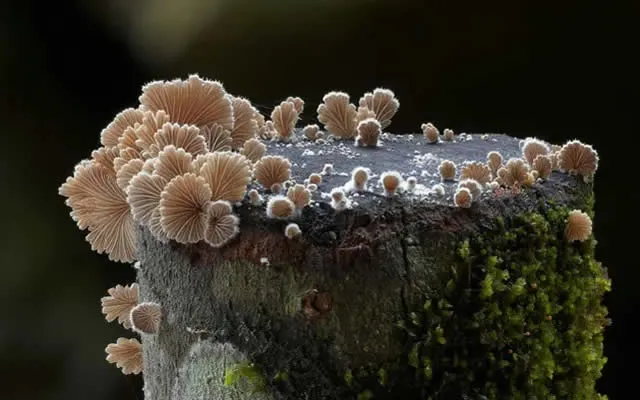 苹果长出大蘑菇 专家千里求购