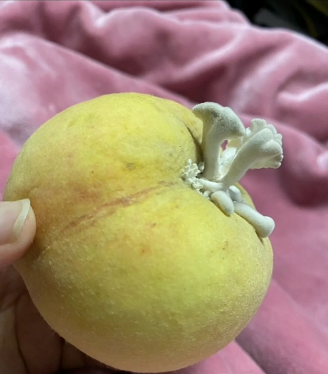 苹果长出大蘑菇 专家千里求购