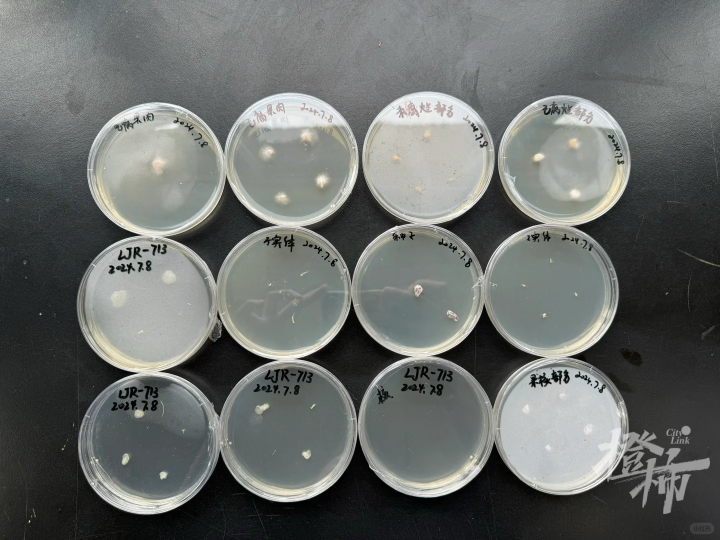 苹果长出大蘑菇 专家千里求购