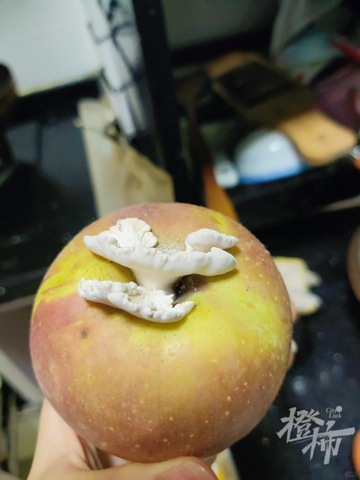 苹果长出大蘑菇 专家千里求购