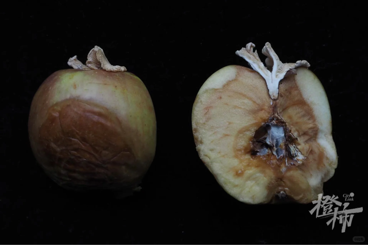 苹果长出大蘑菇 专家千里求购