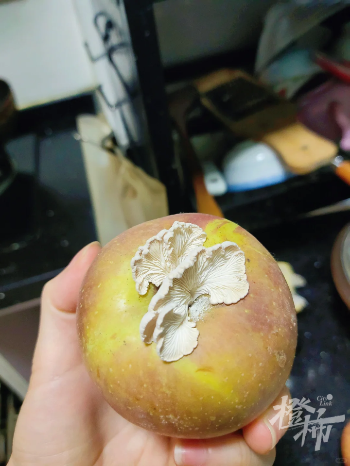 苹果长出大蘑菇 专家千里求购