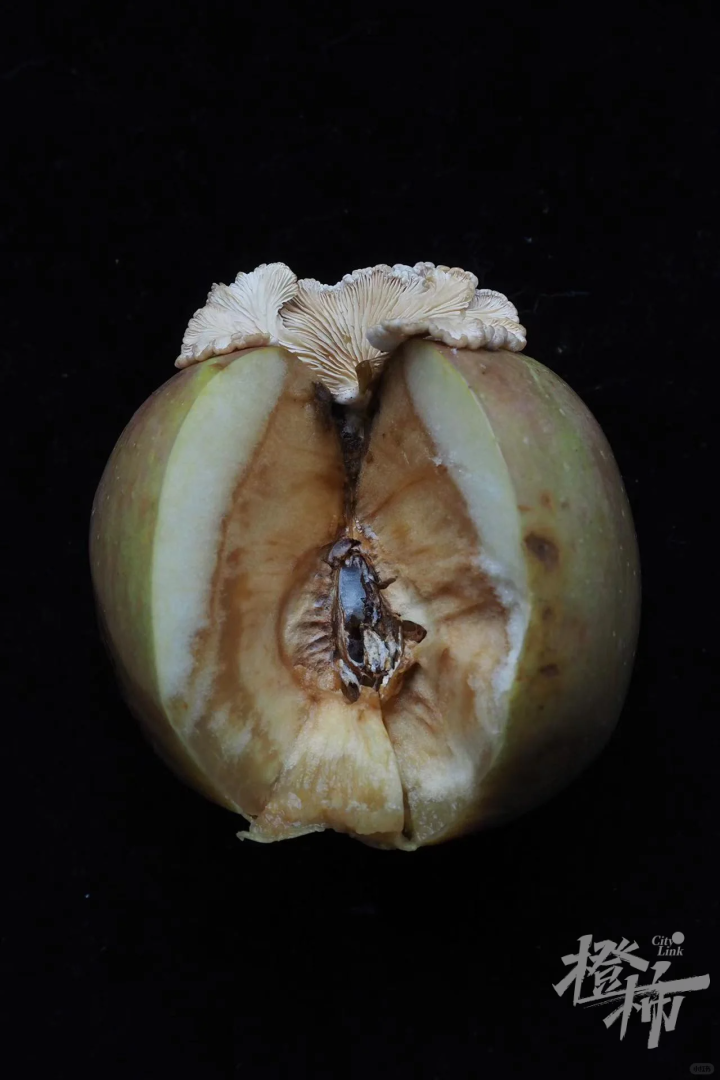 苹果长出大蘑菇 专家千里求购