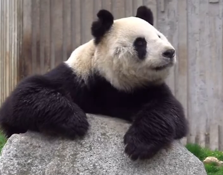 痛心！大熊猫“彤彤”突然去世，死因公布
