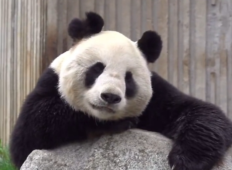 痛心！大熊猫“彤彤”突然去世，死因公布