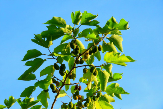 物种图册构树拥有顽强生命力的植物