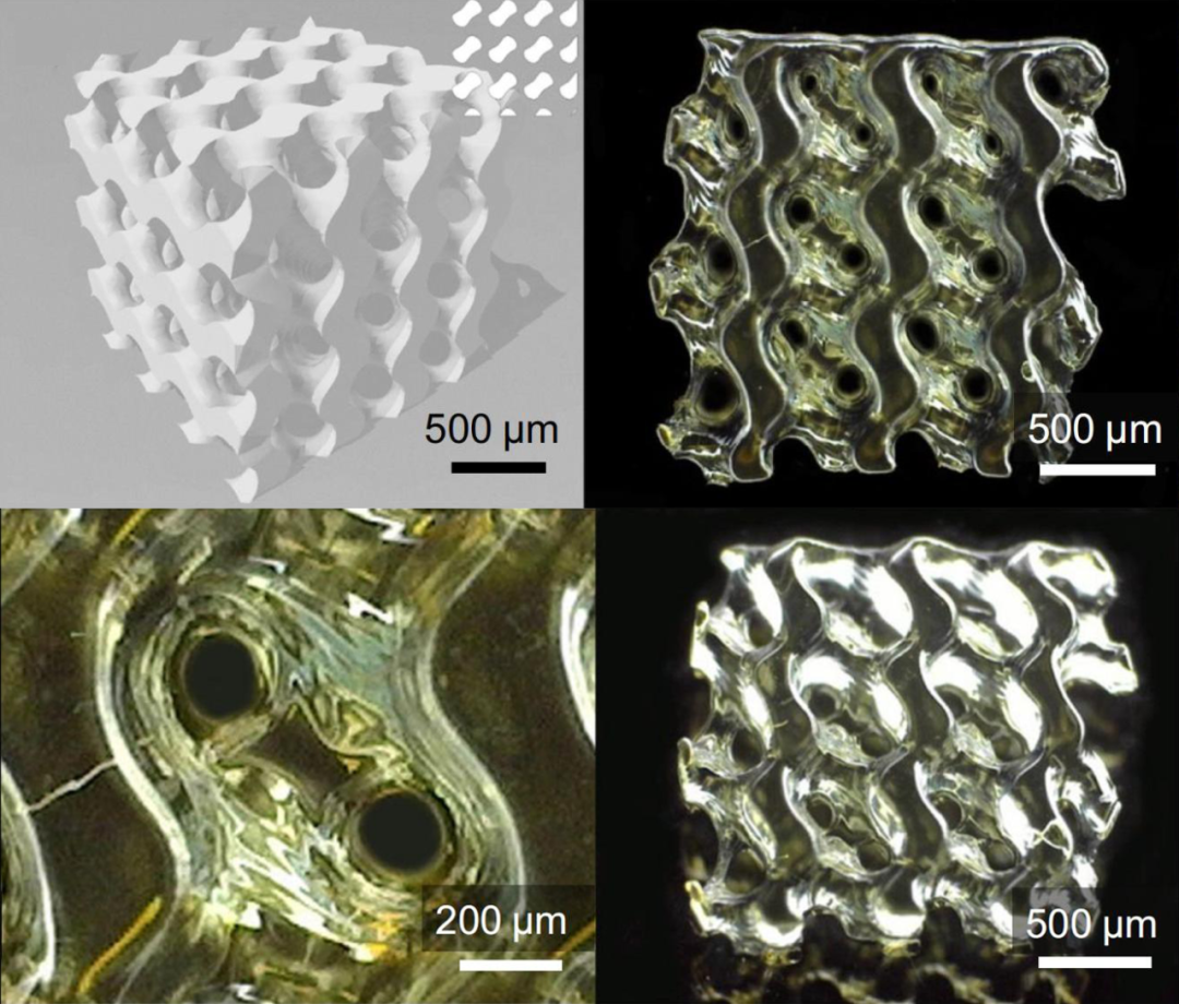 高精度生物3D打印水凝膠，解鎖生命健康多場景應(yīng)用