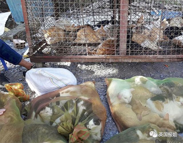 場面觸目驚心 暗訪越南血淋淋的貓肉市場(慎入)