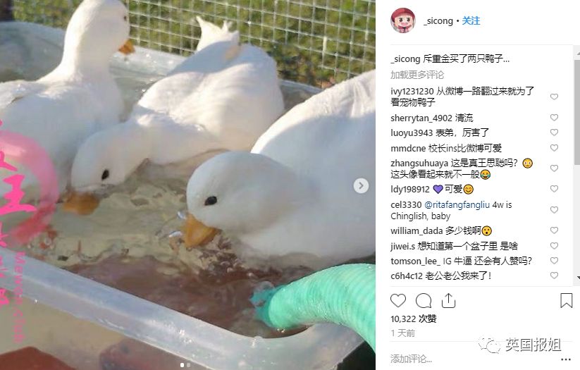王思聰斥重金買鴨子，新的寵物屆「名媛」要誕生了嗎？ 寵物 第5張